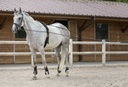 Longues rênes RIDING WORLD cuir/corde