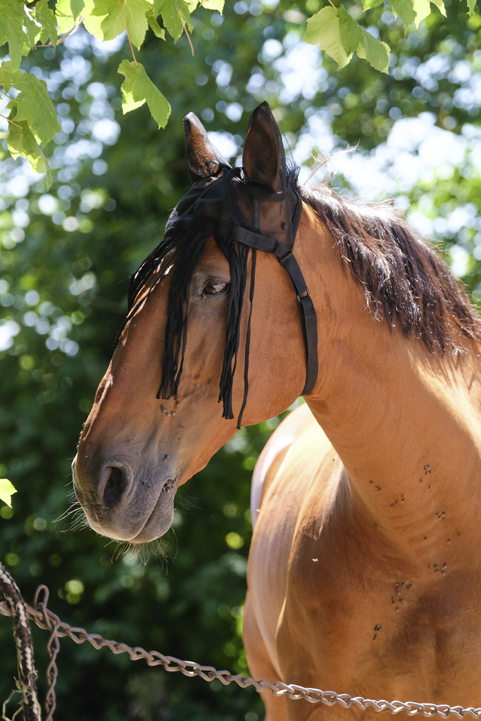 [306015304] Bonnet mesh EQUITHÈME avec chasse-mouches (Brun, Cheval)