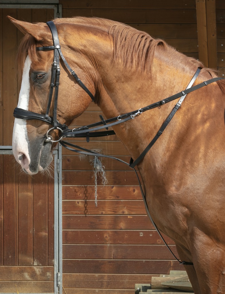 [306426318] Enrênement NORTON PRO "Thiedeman" (Havane)