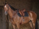 Collier de chasse ERIC THOMAS HYBRID