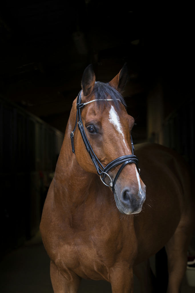 Bridon ERIC THOMAS PRO "Strass"