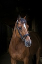 Bridon ERIC THOMAS PRO "Strass"