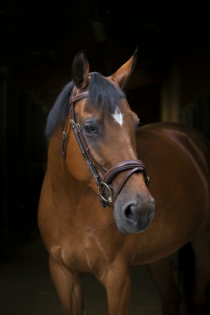 [307701318] Bridon ERIC THOMAS PRO "Wave" (Havane, Cheval)