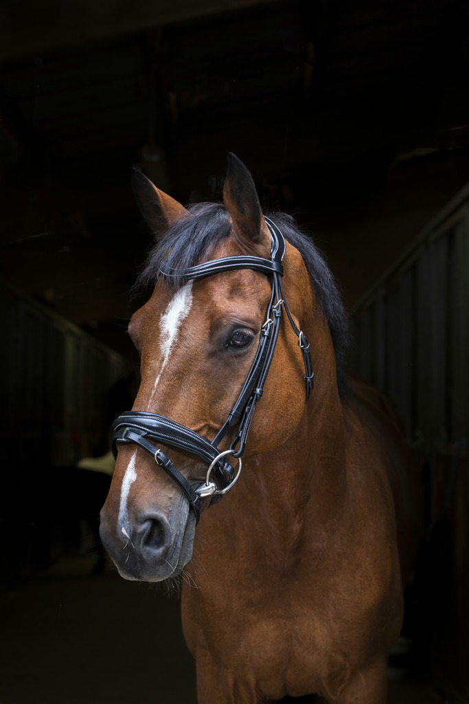 Bridon ERIC THOMAS PRO "Design"