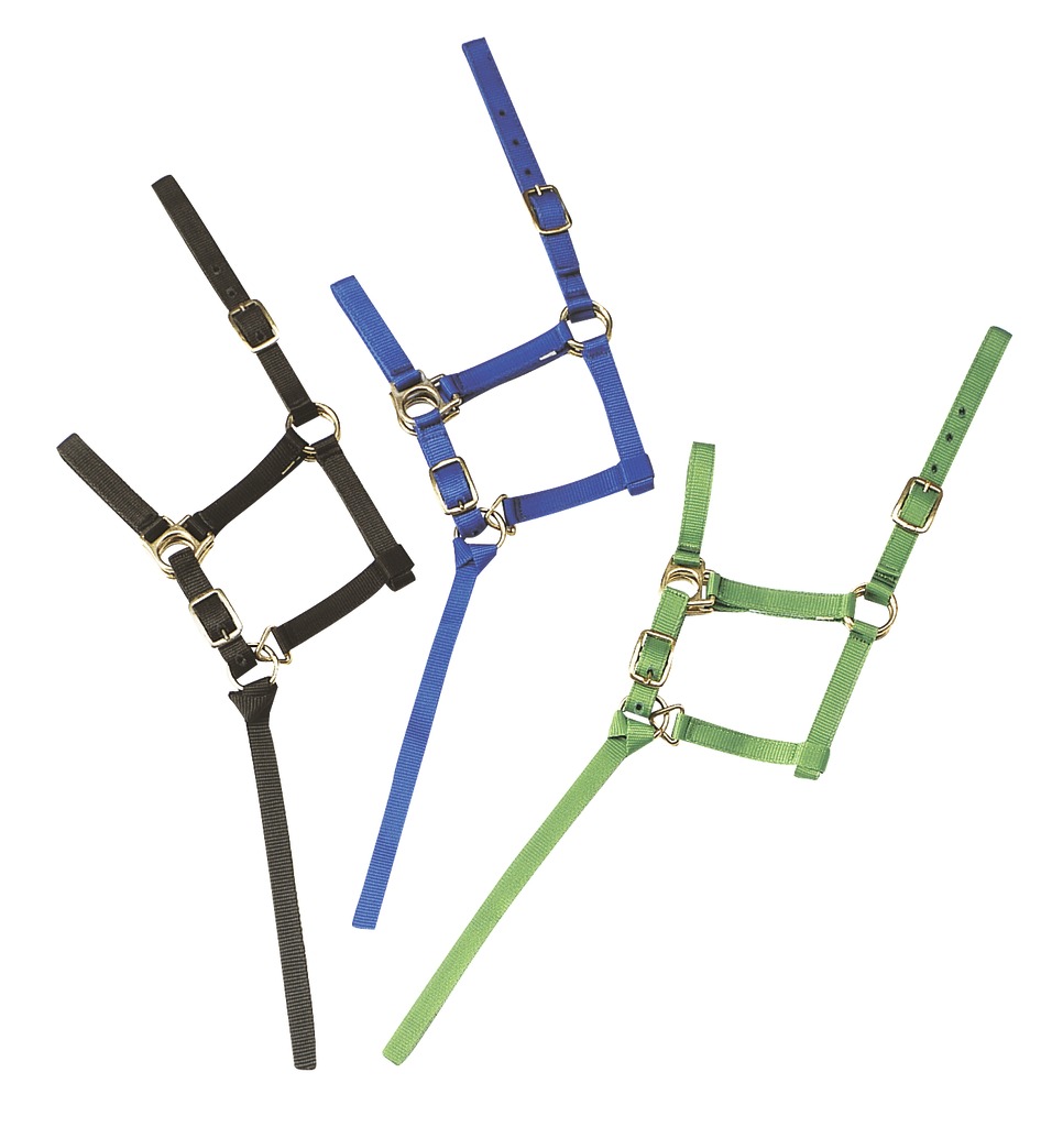 [510038006] Licol foal + longe NORTON (Bleu roi)