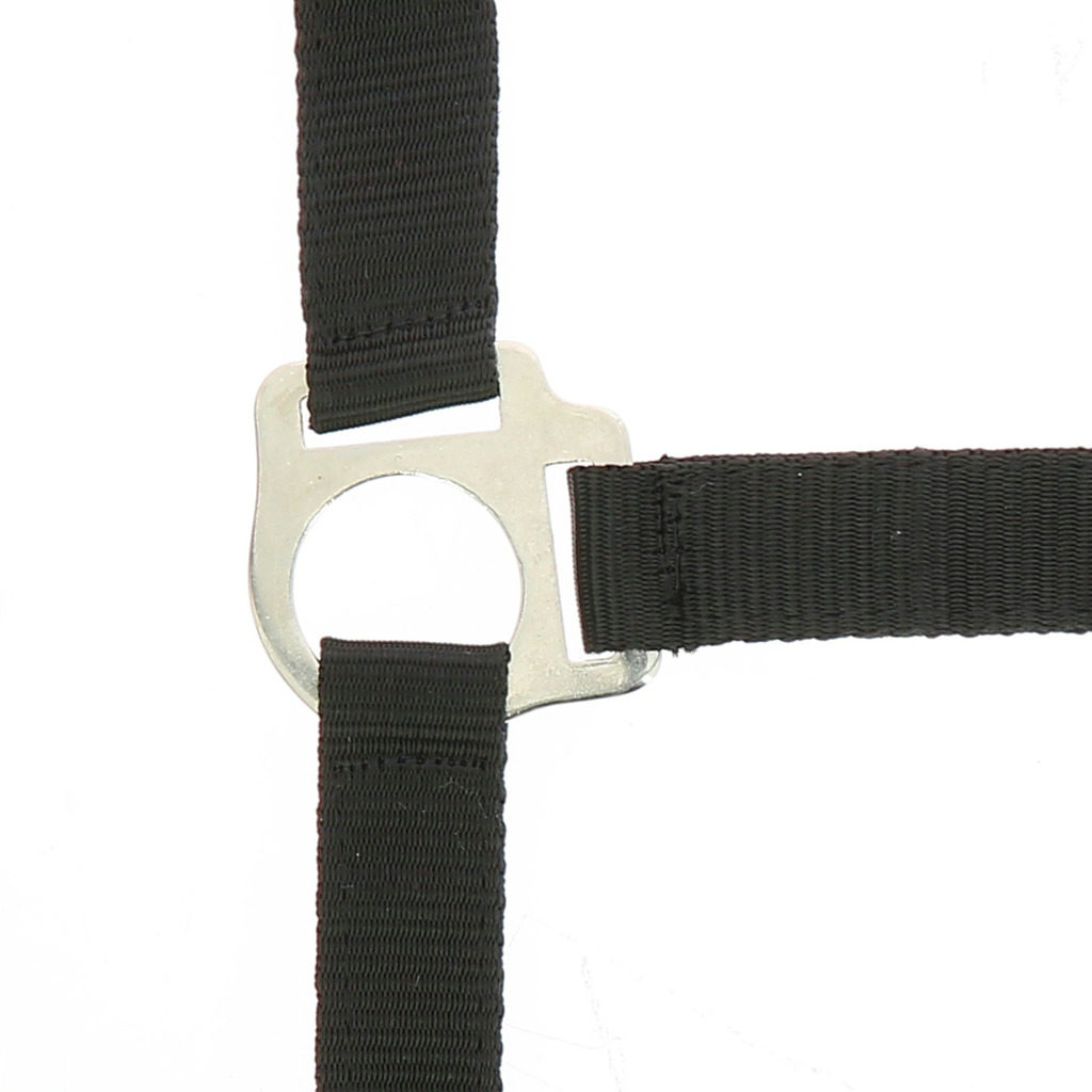 [510118306] Licol + longe RIDING WORLD "Club" (Bleu roi, Cheval)