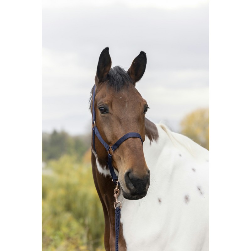 [510498006] Licol + longe NORTON "Rose gold" (Bleu, Cheval)