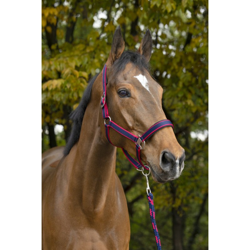 [510605212] Licol + longe EQUITHÈME "Satiné" (Gris/Jaune, Cheval)