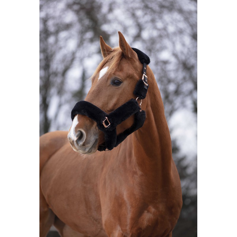 Licol EQUITHÈME - Teddy rose gold