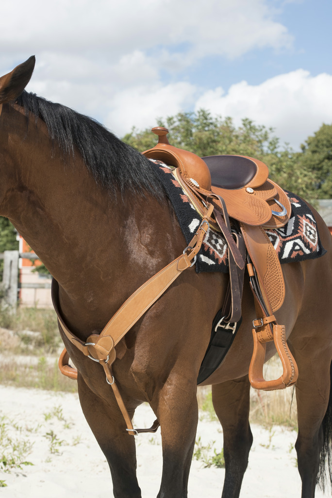 Collier de chasse WESTRIDE by Franck Perret - Billy