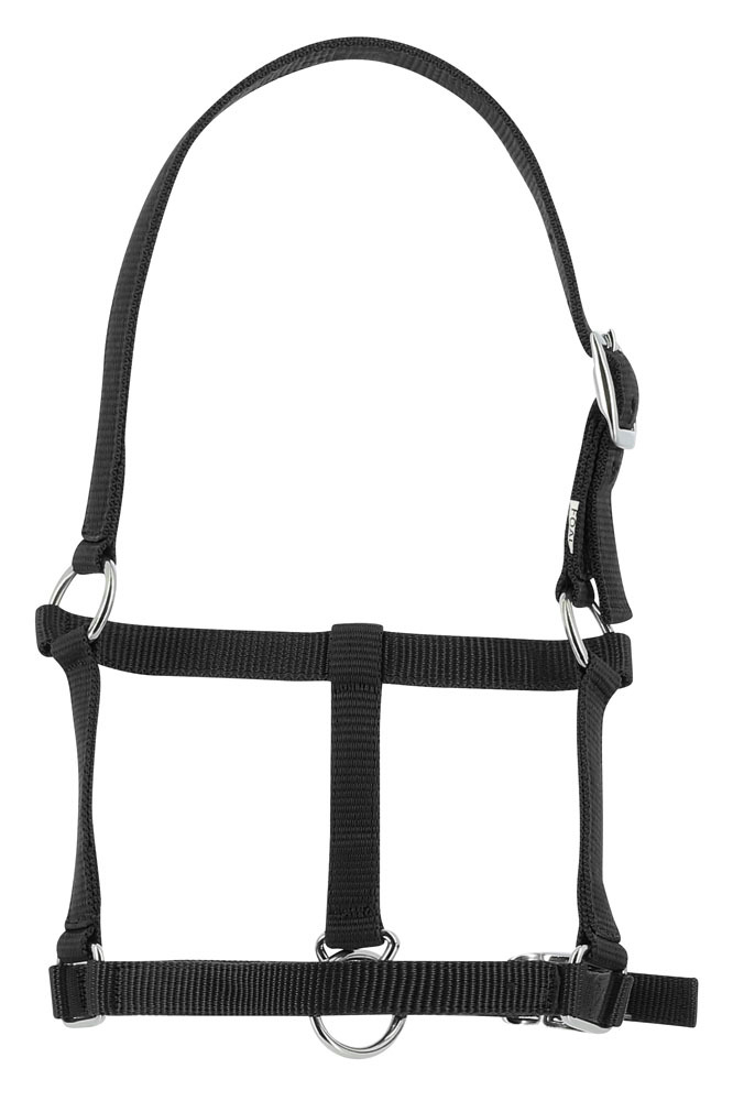 Licol foal RIDING WORLD