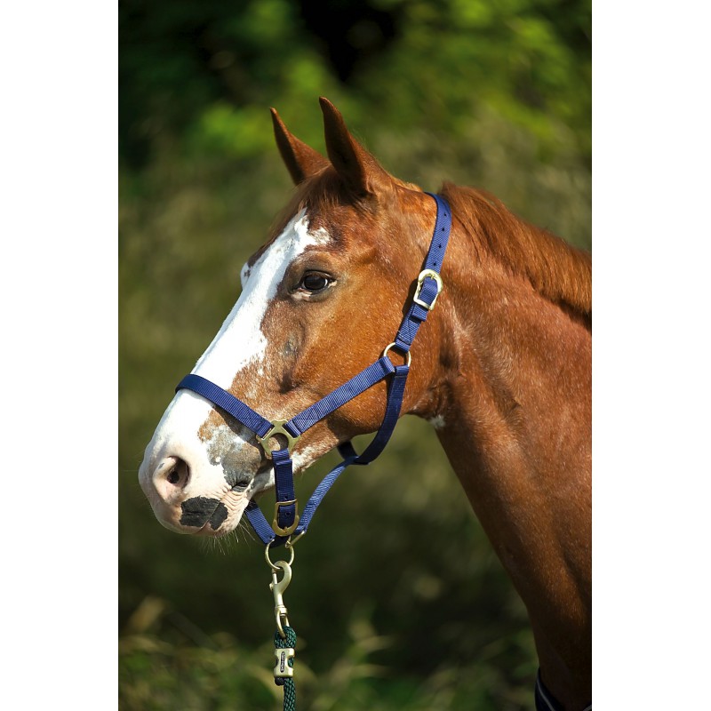 [510041006] Licol nylon double épaisseur NORTON avec fermetures à boucles (Bleu roi, Cheval)