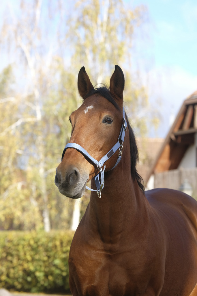 [510257006] EQUITHEME nylon halter "Spring" (Bleu)