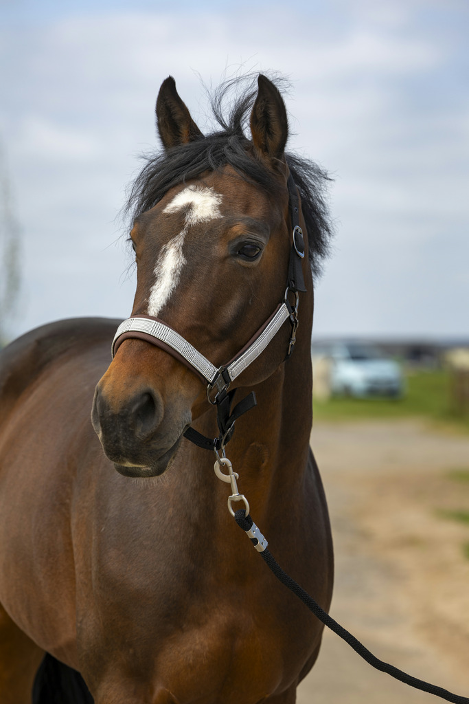 [510251377] EQUITHÈME “Nylon Check” halter (Marine, Cheval)