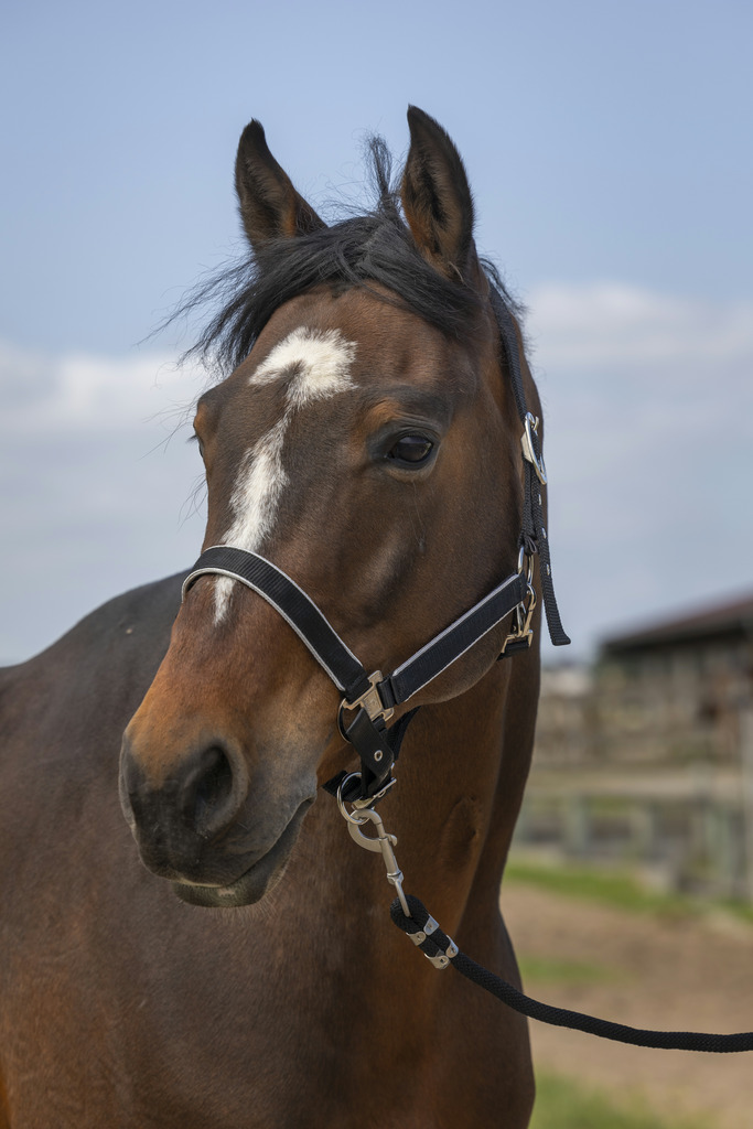 [510255306] Licol EQUITHÈME "Nylon light" (Bleu roi, Cheval)