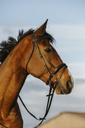 Bridon RIDING WORLD muserolle combinée double