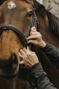Bridon NORTON PRO - Apophyse