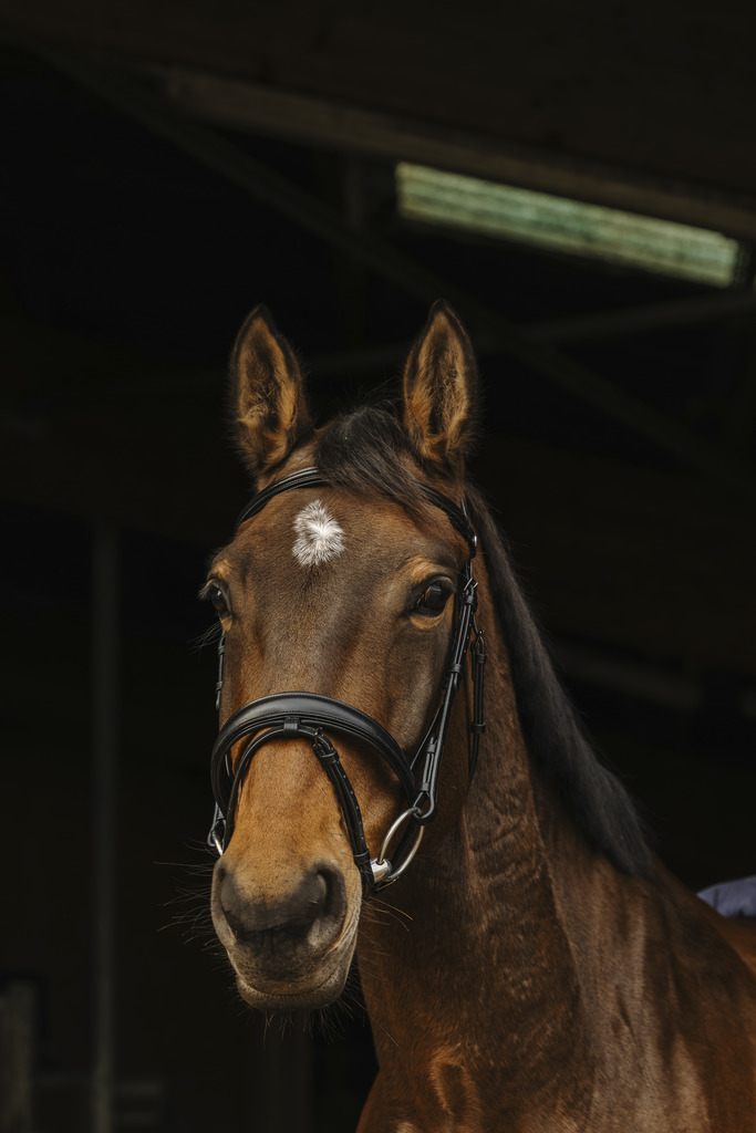 Bridon NORTON PRO "Dark"