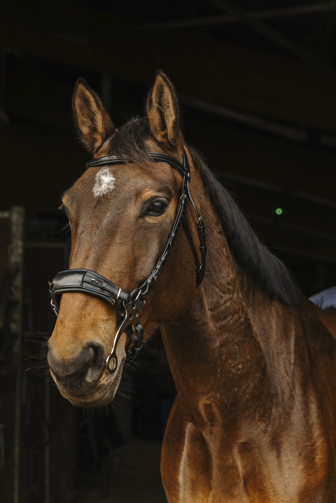 [301899318] Bridon NORTON PRO "Hackamore" (Havane, Cheval)