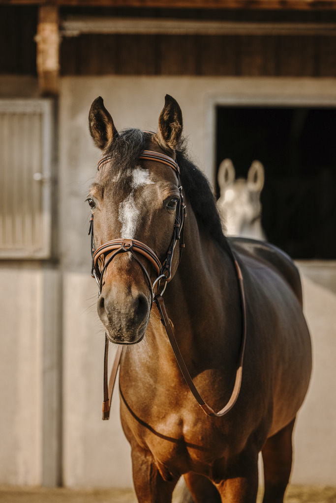 [301906318] Bridon ERIC THOMAS "Work" (Havane, Cheval)