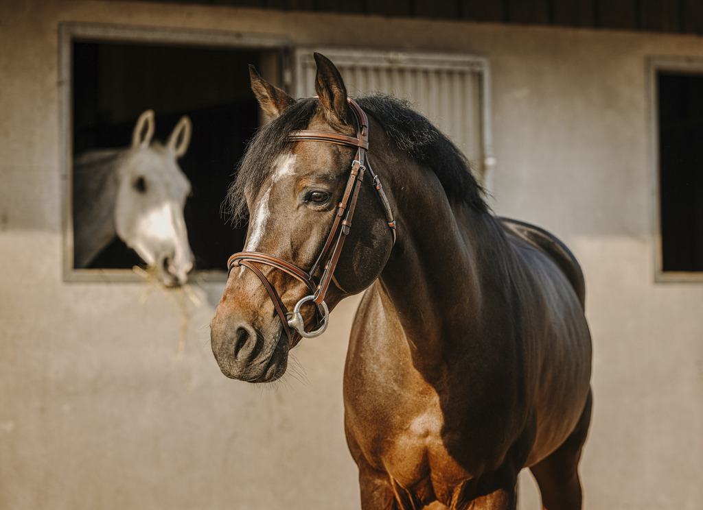 Bridon ERIC THOMAS "Crown"