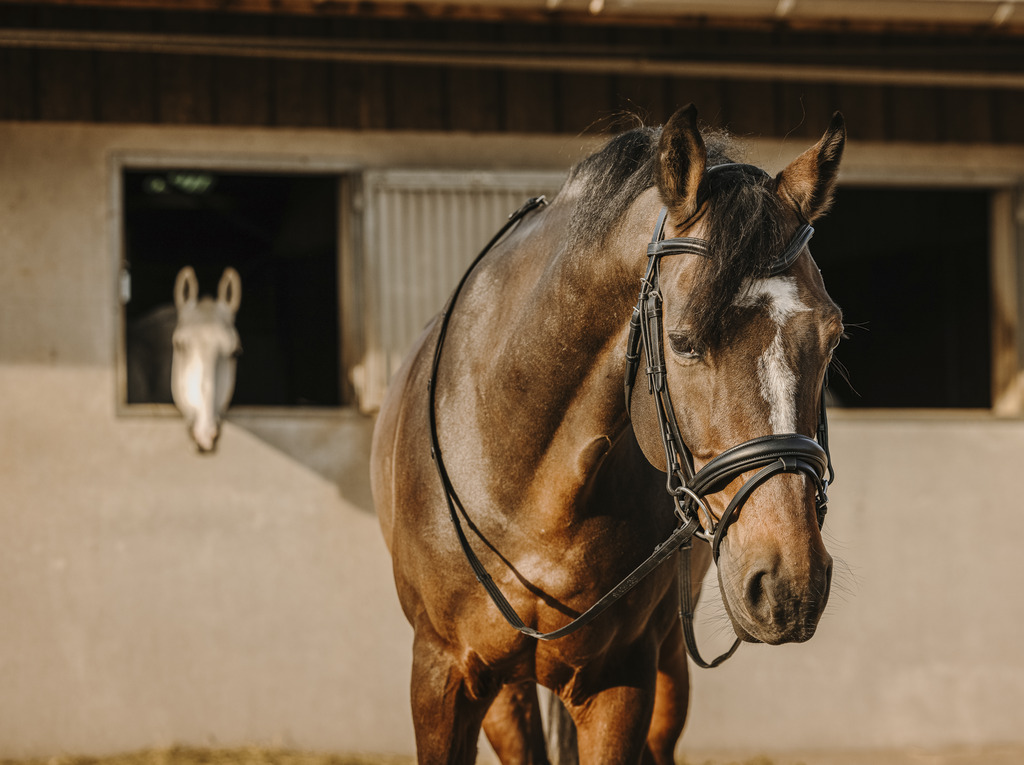 [301909302] Bridon ERIC THOMAS "Bat" (Cheval)