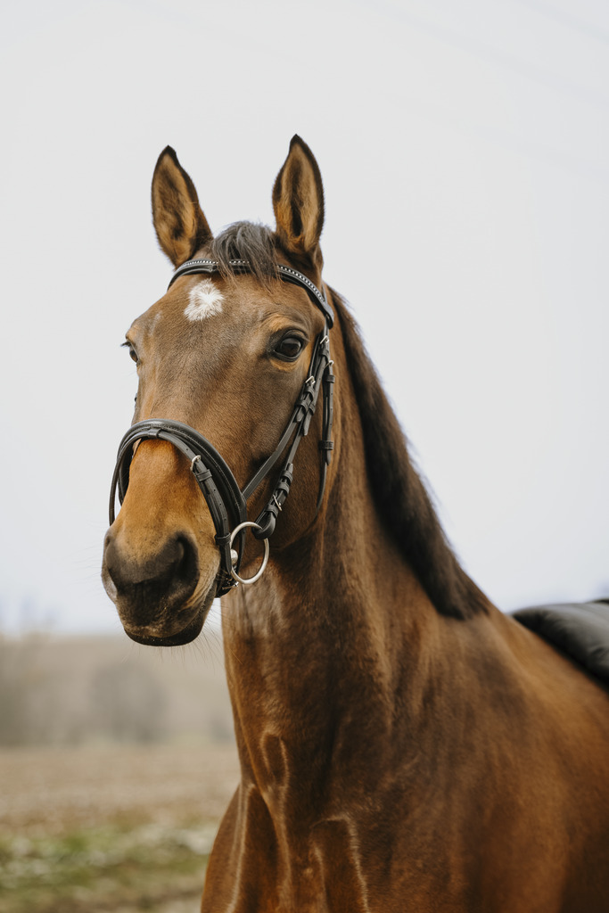 Bridon NORTON CLUB "Strass V"