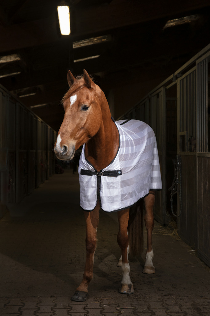 Chemise RIDING WORLD "Mesh"