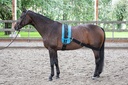 Sangle élastique pour cheval