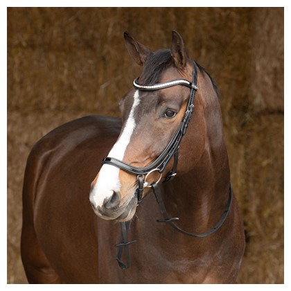 [280000665full] Bridon Anatomic Lacque (Cheval)