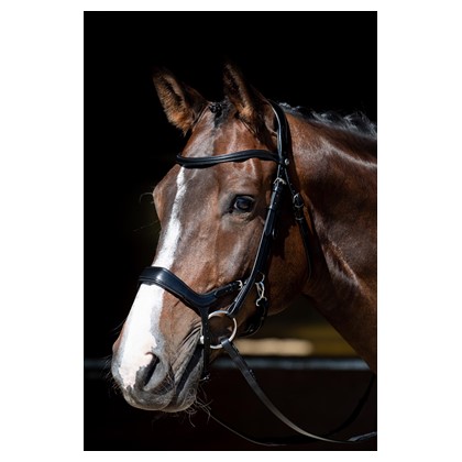 [280000453full] Bridon Anatomic Release (Brun, Cheval)