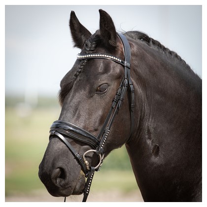 [280000655full] Bridon Diamond Lacque (Cheval)