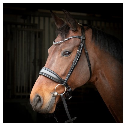 [280000705full] Bridon Liberty Soft (Cheval)