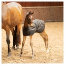 Couverture Poulain Stable