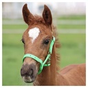 Foal Headcollar