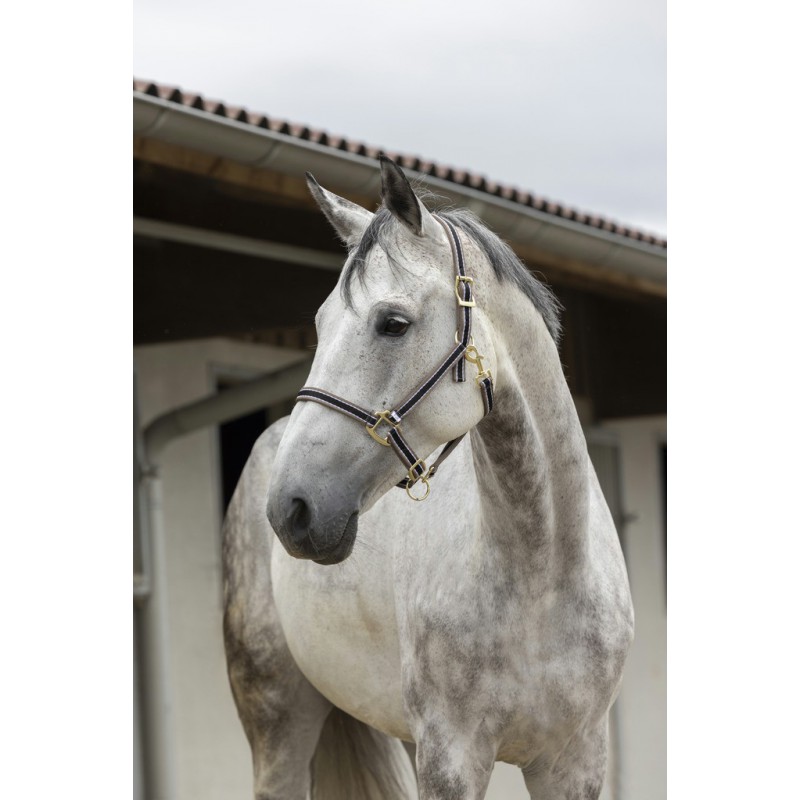 Licol EQUITHÈME "Polyfun" (Bleu vif, Cheval)