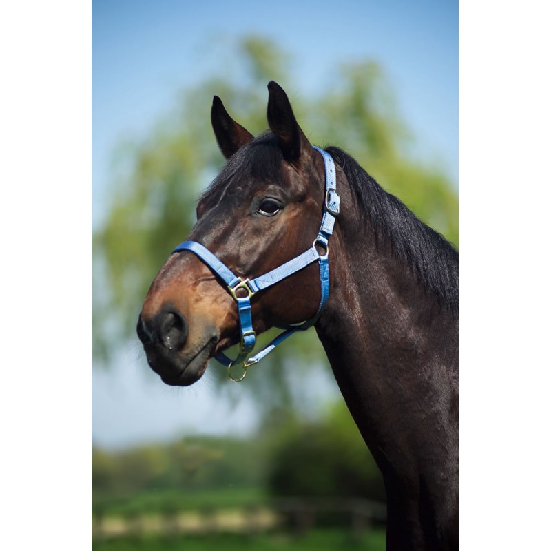Licol nylon NORTON doublé cuir (Bleu ciel, Cheval)