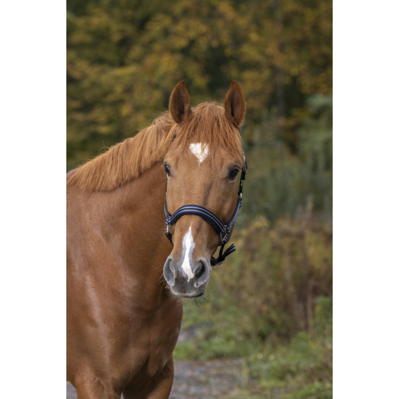 Licol NORTON "Strong" (Bleu/Gris/Blanc, Cheval)