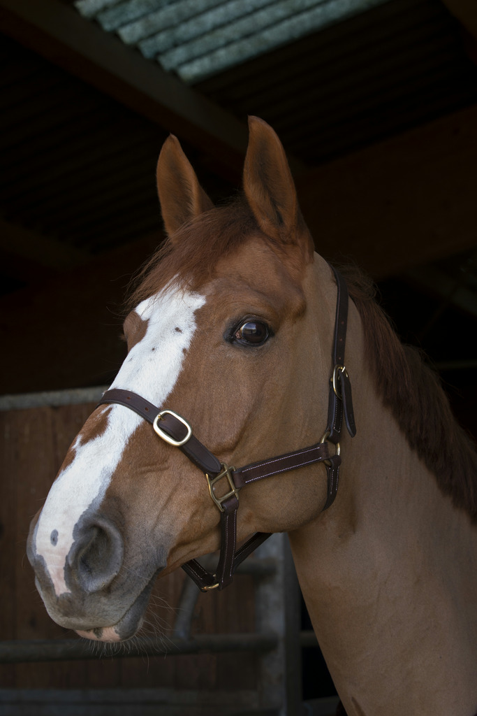 Licol NORTON CLUB - "Cuir" foal (Foal 1)