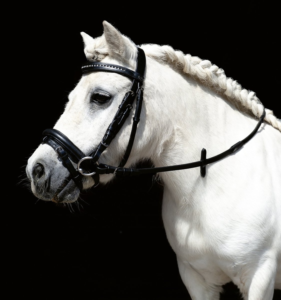 Bridon -Mini Shetty-