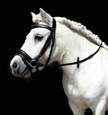 Bridon -Mini Shetty-