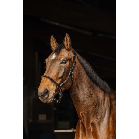 Licol cuir/corde NORTON