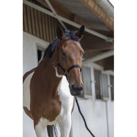 Licol + longe RIDING WORLD - Club