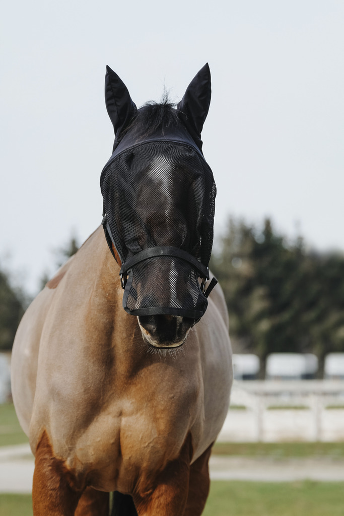 Licol + masque EQUITHÈME (Cheval)
