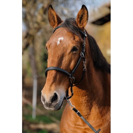 Bridon/Licol NORTON - TRAINING (Pur-sang/cob)