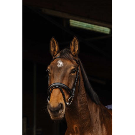 Bridon NORTON PRO - Dark (Pur-sang/cob)