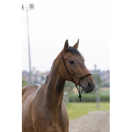 Licol corde NORTON - First (Beige)