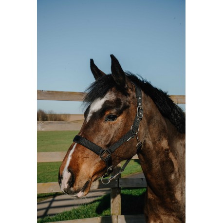 Licol NORTON - Nacre (Bronze, Poney)