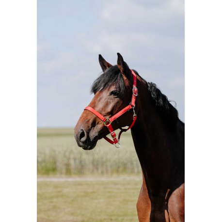 RIDING WORLD Licol - Rembourré (Rouille, Poney)