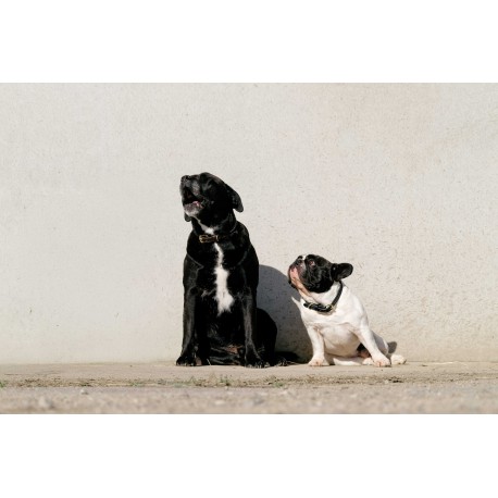 EQUITHÈME collier et laisse pour chien - Max